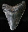 Juvenile Megalodon Tooth #16609-1